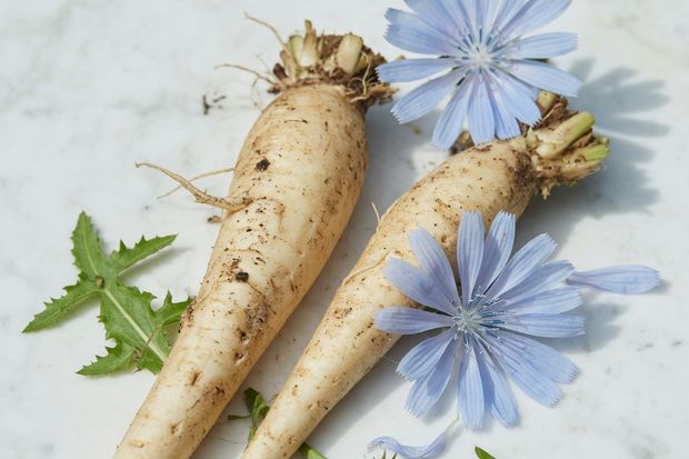 Frische Wegwartenwurzeln mit blauer Blüte