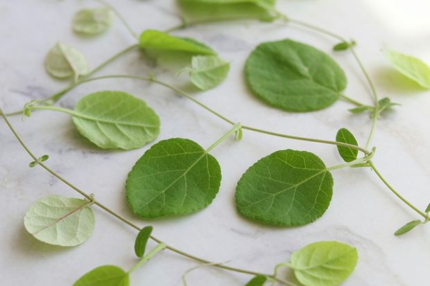 Grüne Blätter der Kletterpflanze Gymnema sylvestre